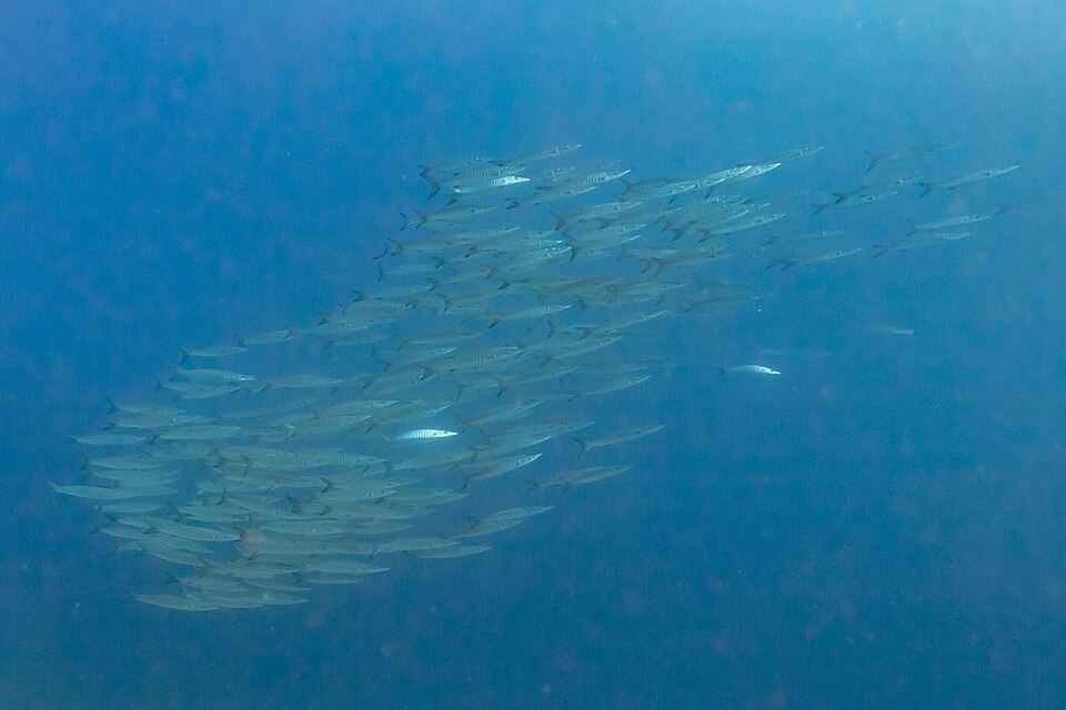 바라쿠다