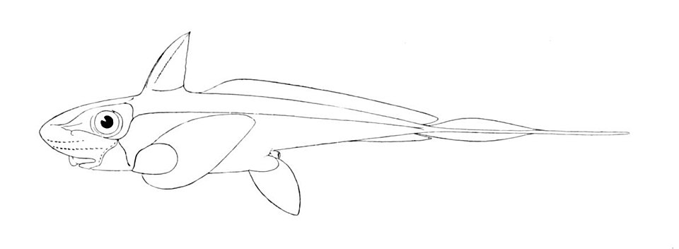 키메라