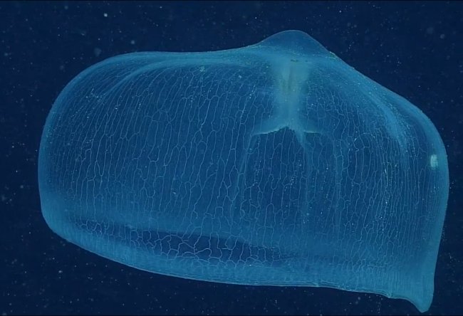 Deepstaria 해파리