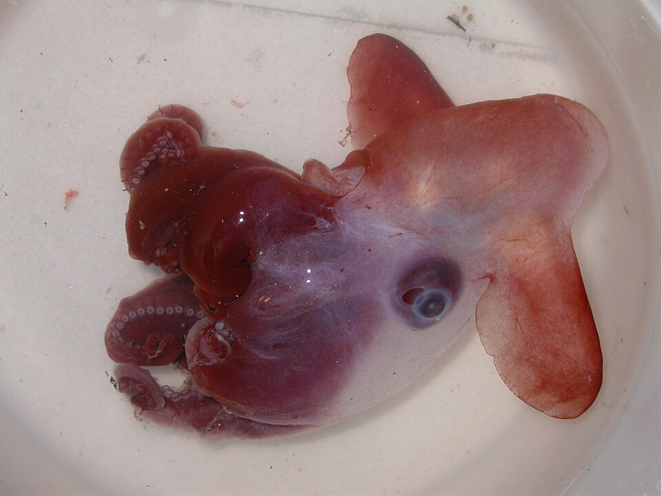 덤보 문어