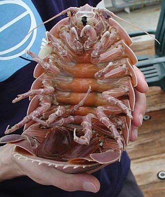 거대 등각류