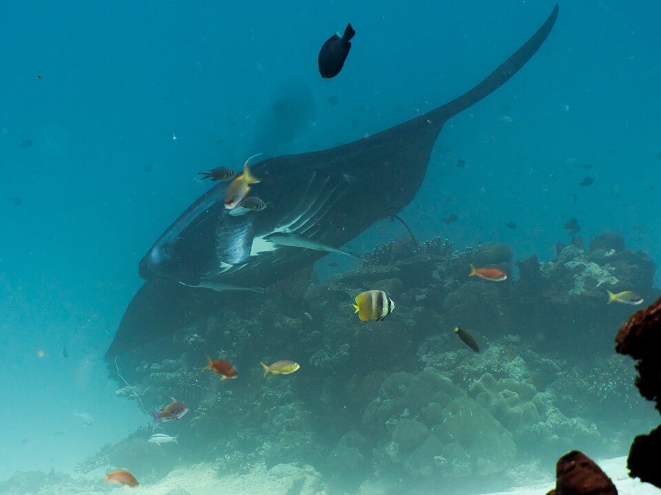 만타가오리